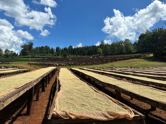 Sustainable Coffee Farming in Uganda: An example to all nations - MAD! Coffee